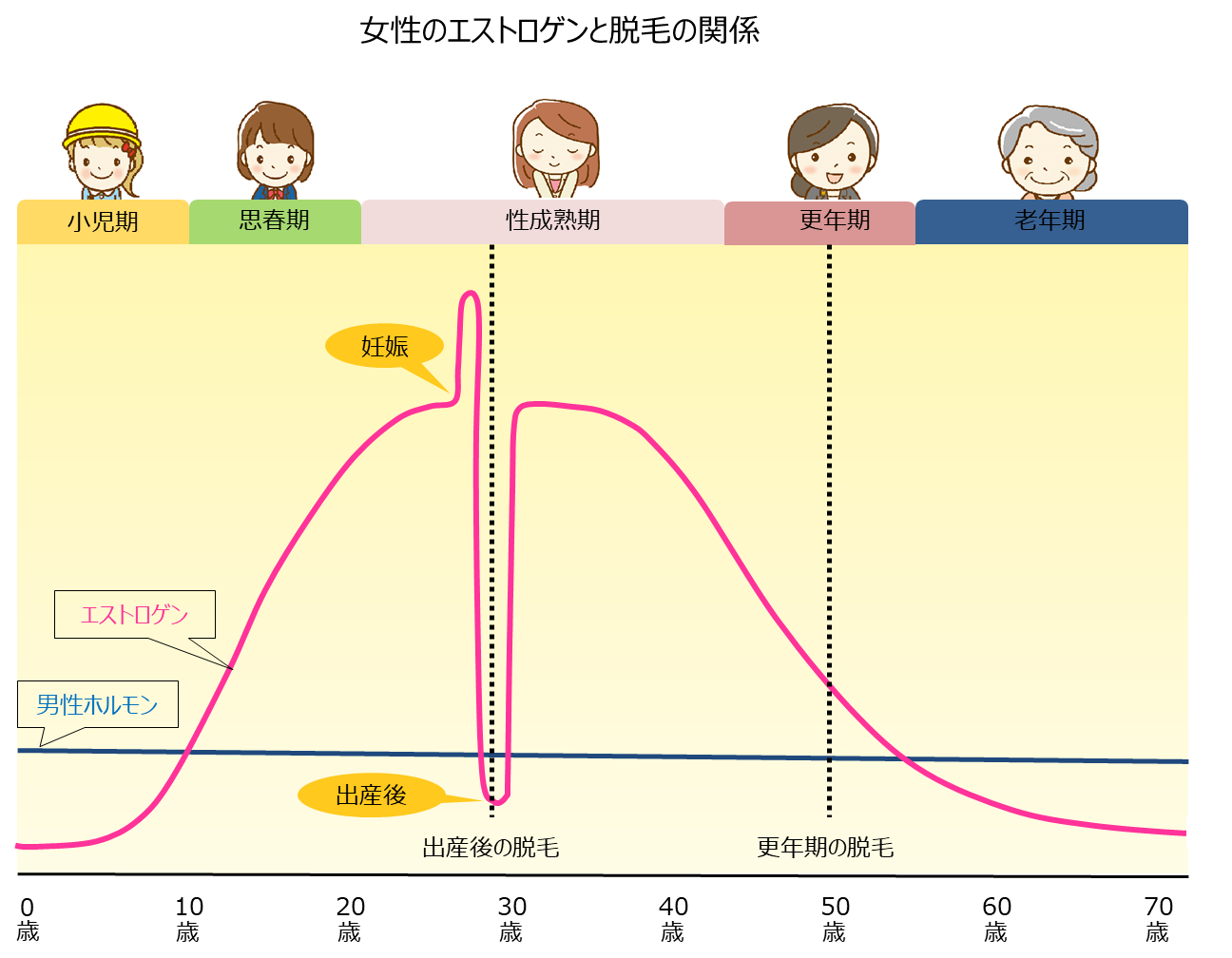 図：女性のエストロゲンと脱毛の関係